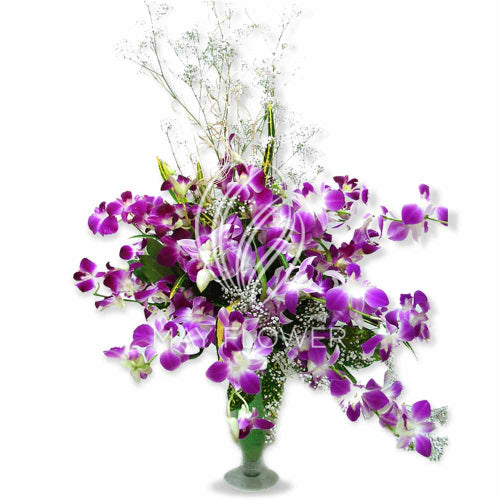 Orchid Blast! Main image