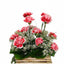 Fresh Carnations