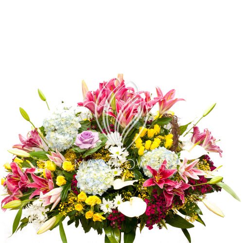Majestic Exotica Main image