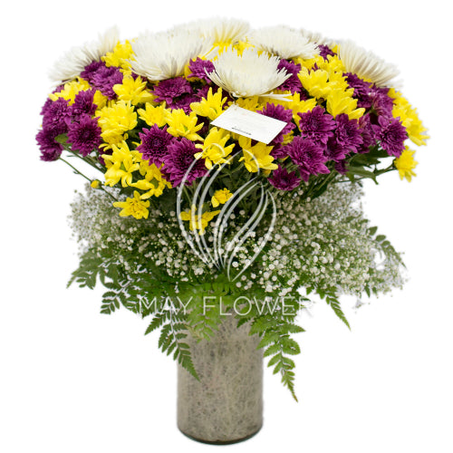 Chrysanthemum Magnificence Main image