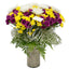 Chrysanthemum Magnificence