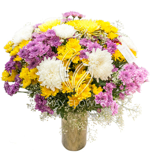 Chrysanthemum Magnificence