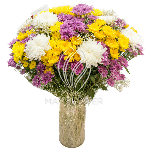 Chrysanthemum Magnificence