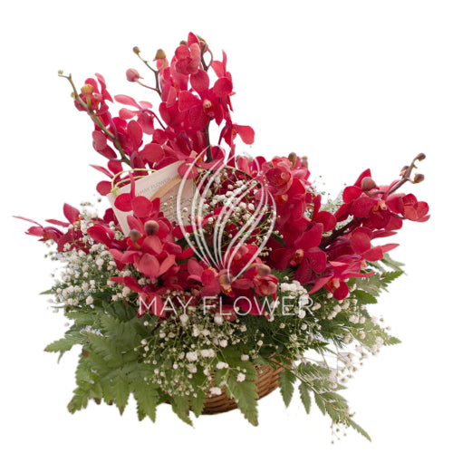 Orchid Joy Main image