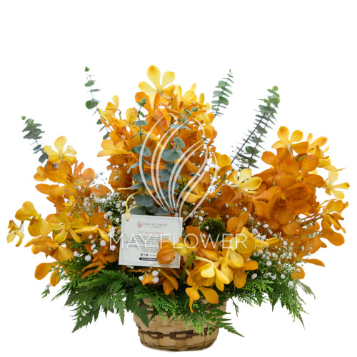 Orchid Joy Secondary image