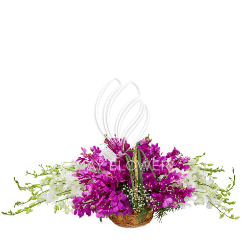 Orchid Glory Secondary image