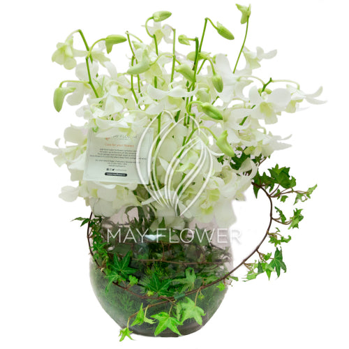 Orchid Sphere Main image