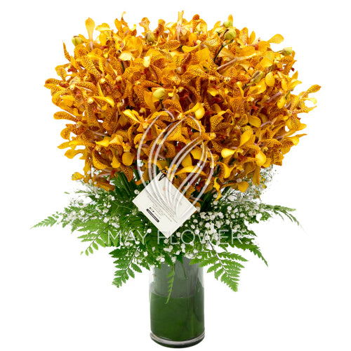 Orchid Exuberance Main image