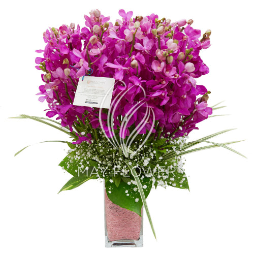 Orchid Exuberance Secondary image