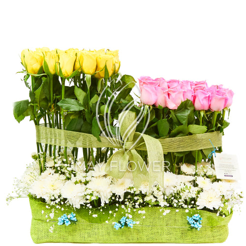 Roses Amour Main image