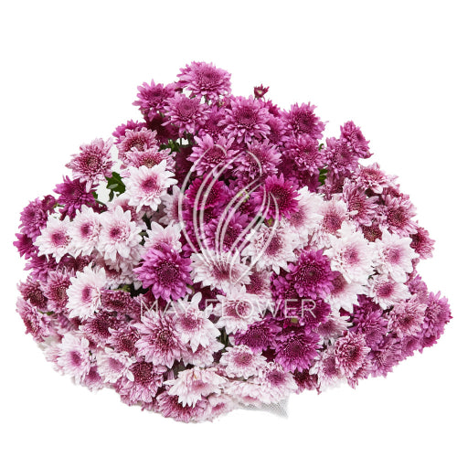 Chrysanthemum Carnival Secondary image