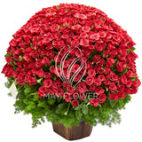 1000 Red Roses