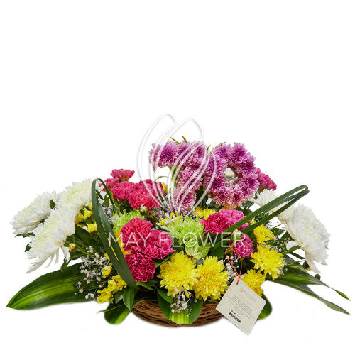 Figura Florece Main image