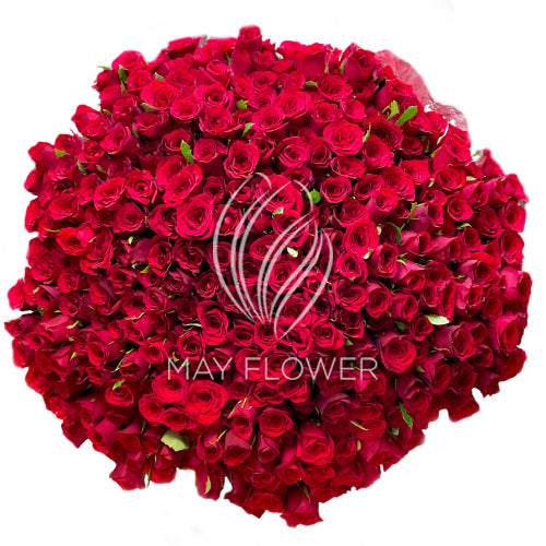 300 Red Roses Hand Bunch – May Flower