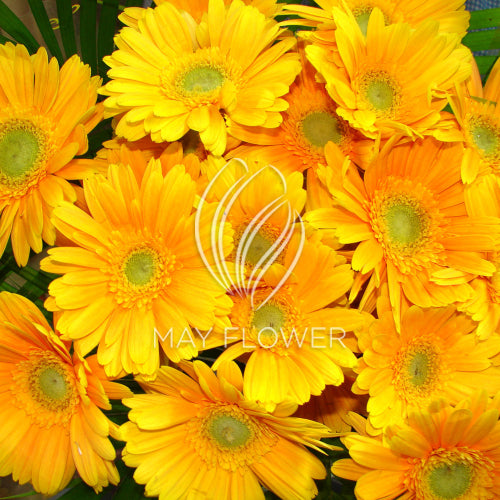 Yellow Gerbera Bunch Main image